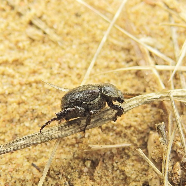 Hoplia hungarica - homoki virágcserebogár