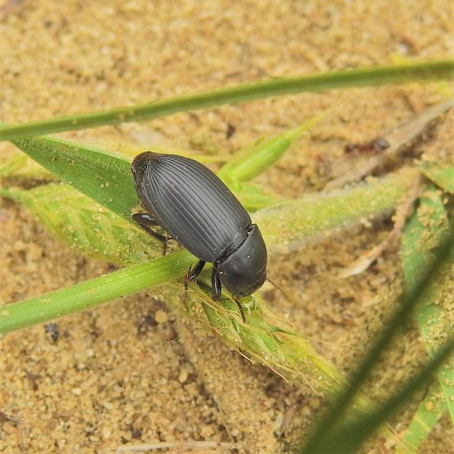 Harpalus serripes - fekete lomhafutó