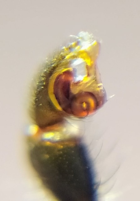 Atypus muralis - kövi torzpók