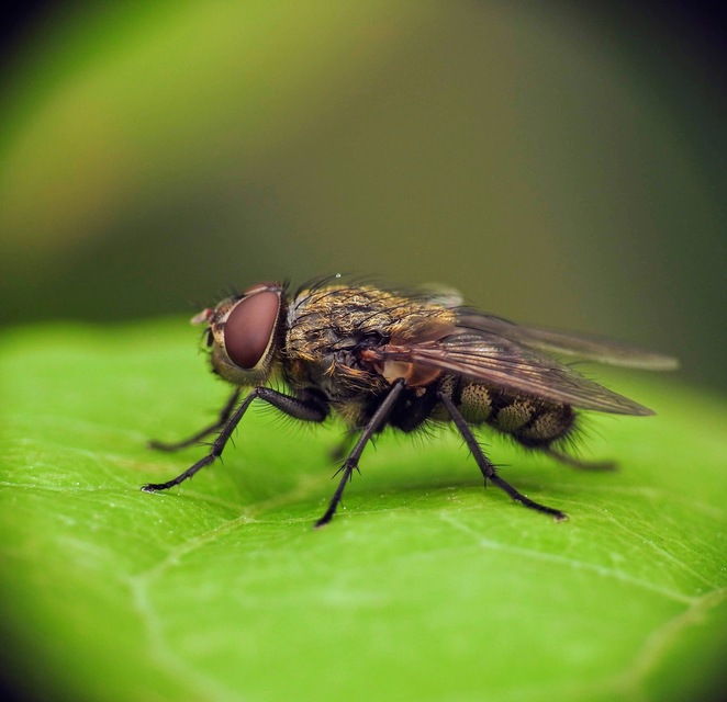 Pollenia