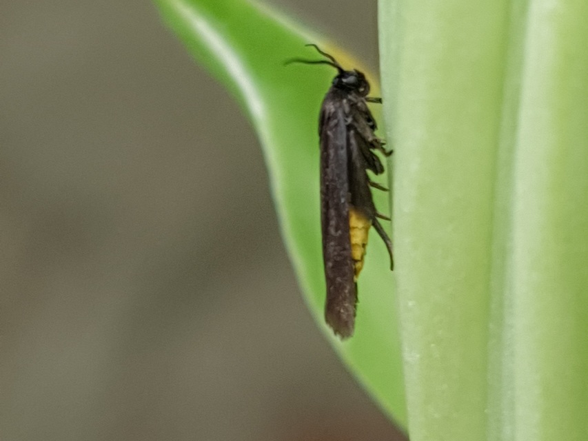 Scythris