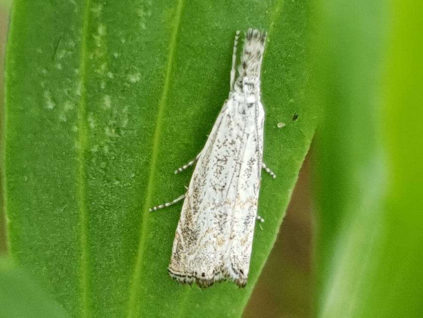 Platytes cerussella - törpe fűgyökérmoly