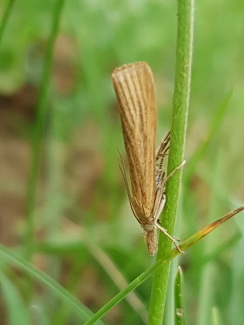 Pediasia luteella - agyagsárga fűgyökérmoly