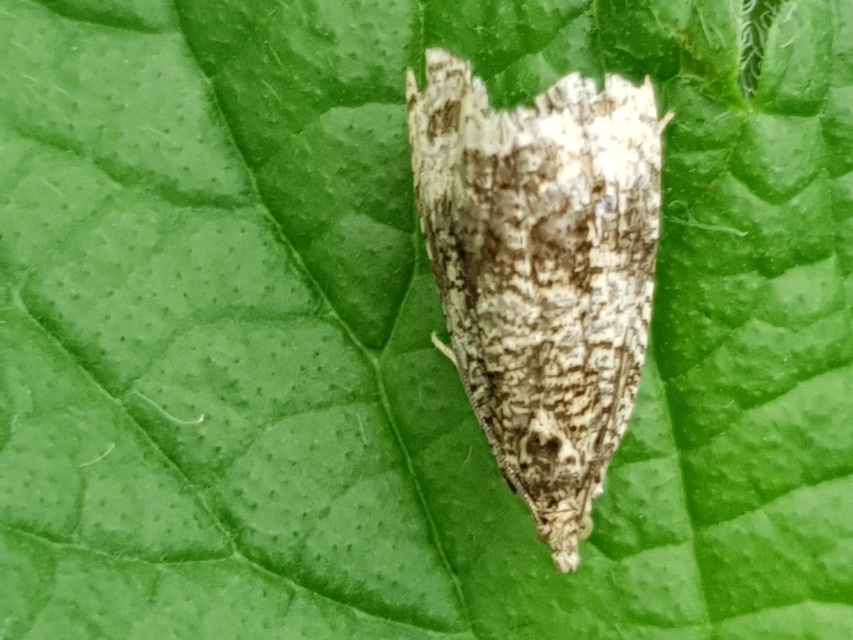 Celypha lacunana - vízparti tükrösmoly