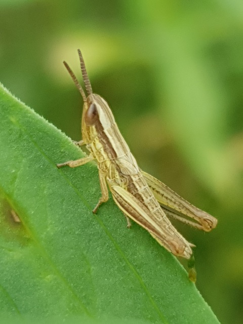 Euchorthippus