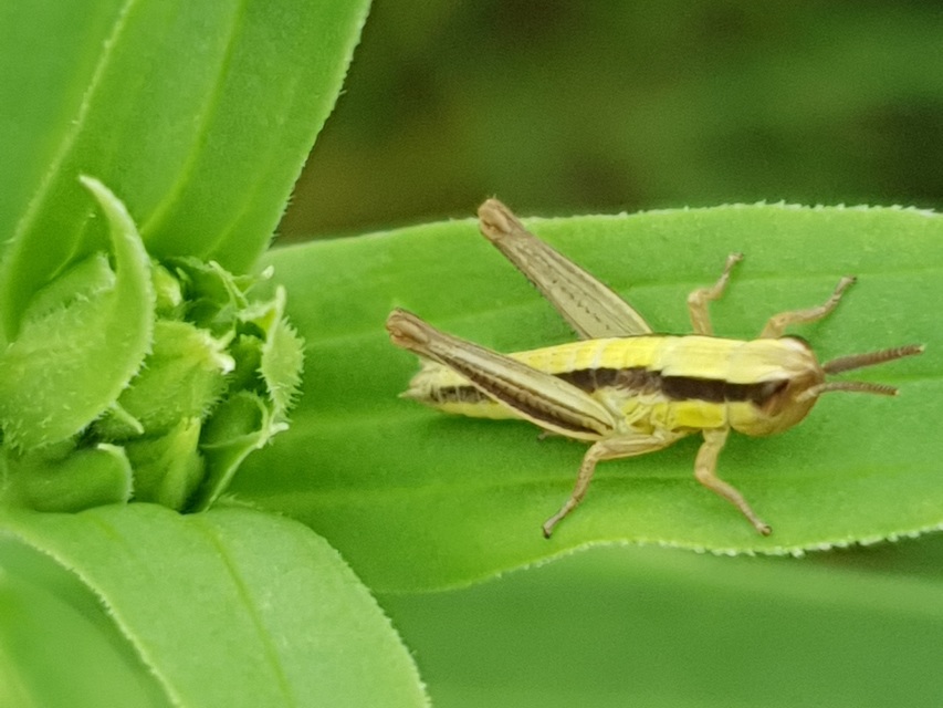 Euchorthippus