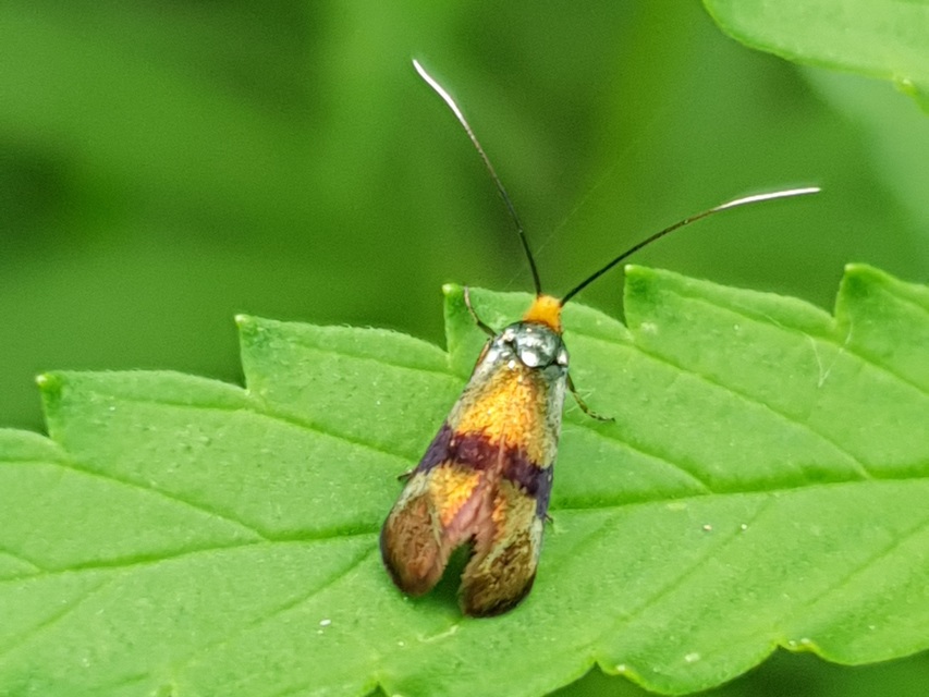 Nemophora
