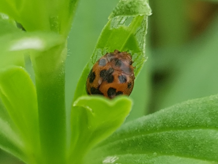 Subcoccinella vigintiquatuorpunctata - lucernaböde