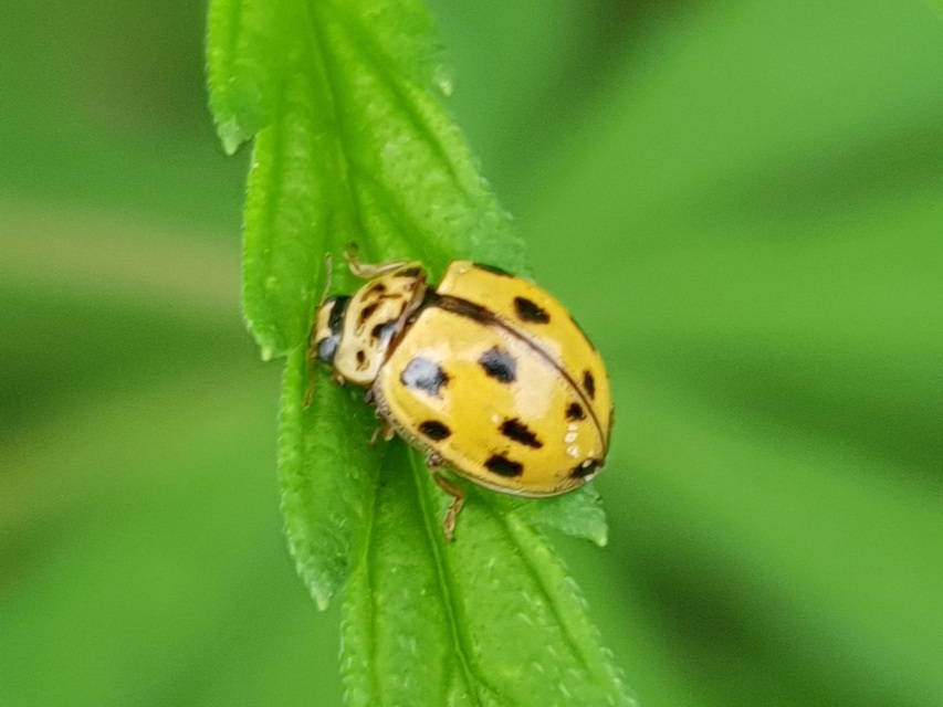 Propylea quatuordecimpunctata - tizennégypettyes füsskata
