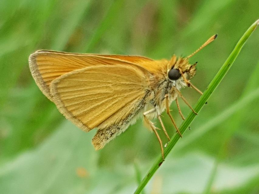 Thymelicus lineola - vonalas busalepke