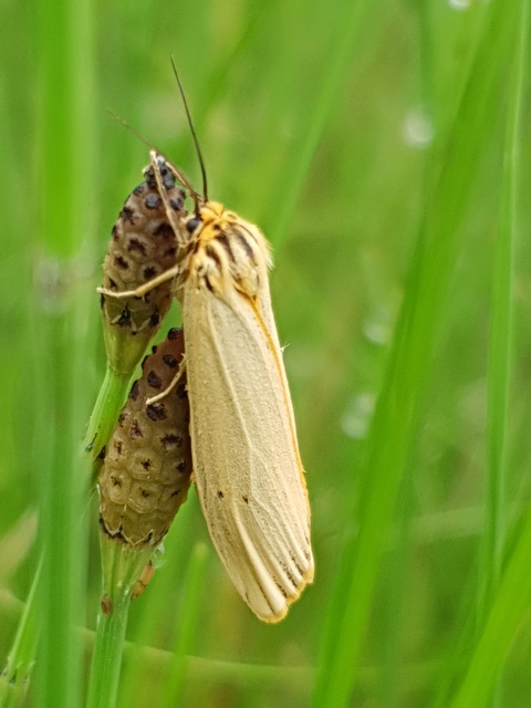 Spiris striata - csíkos molyszövő