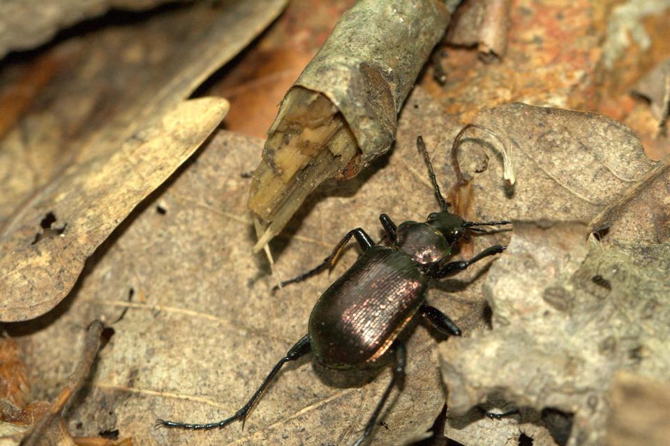 Calosoma inquisitor - kis bábrabló