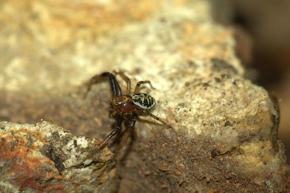 Xysticus lanio