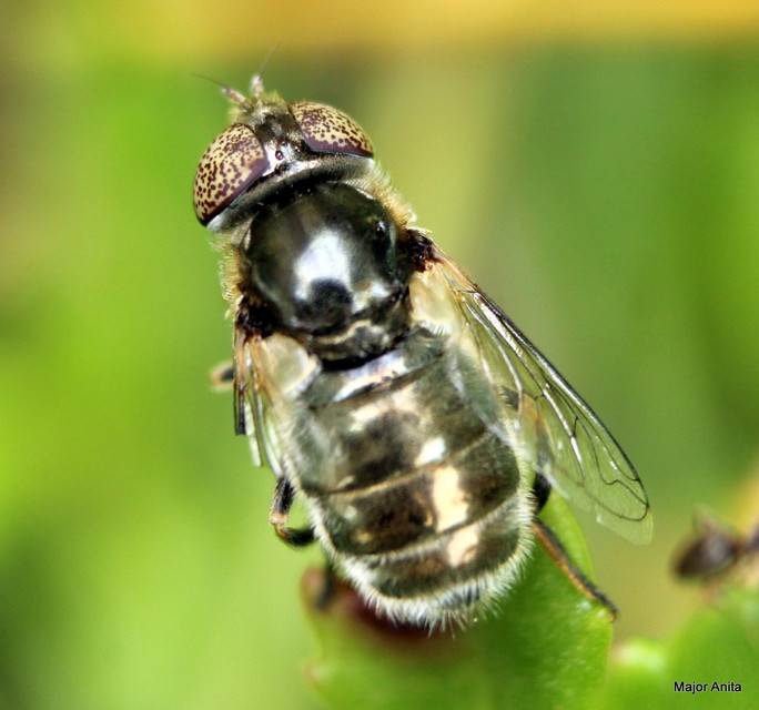 Eristalinus aeneus - bronzos foltosszeműlégy