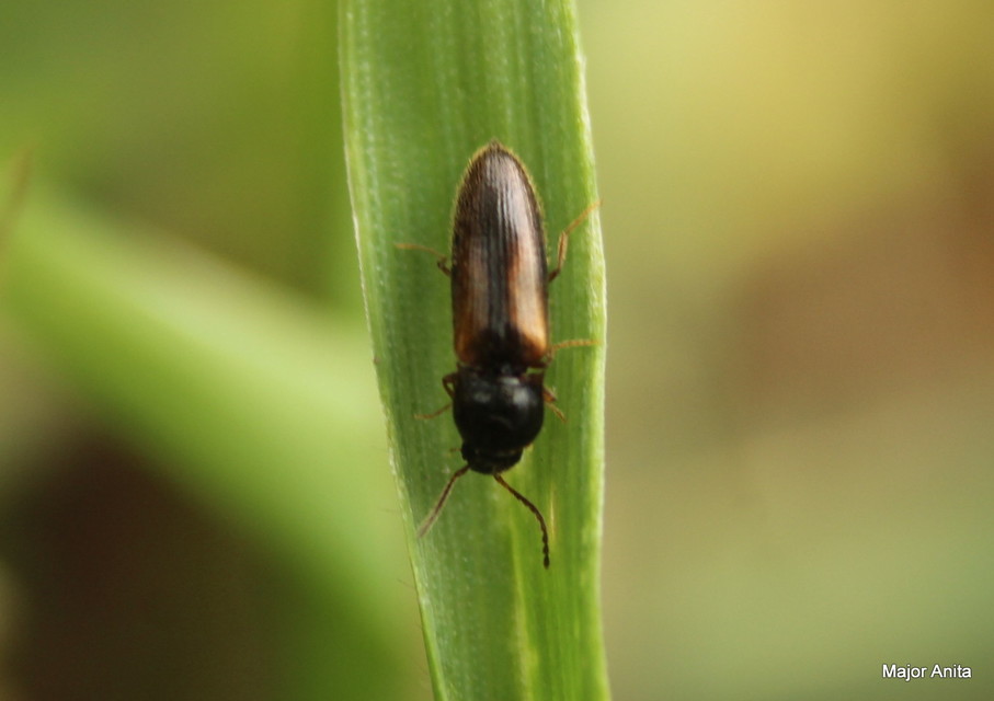 Adrastus
