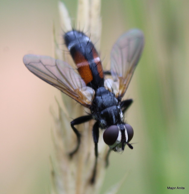 Cylindromyia