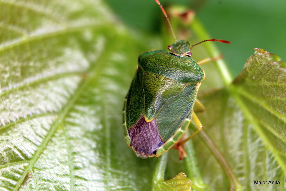Palomena viridissima - sárga bogyómászó-poloska Palomena viridissima - sárga bogyómászó-poloska