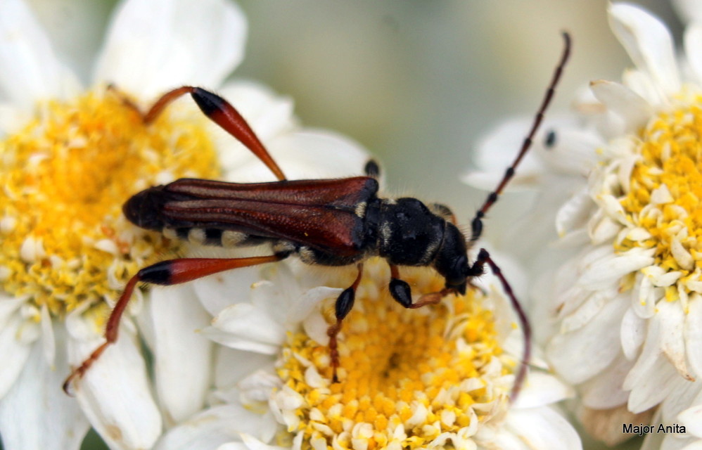 Stenopterus rufus - tarkacsápú keskenyfedőscincér