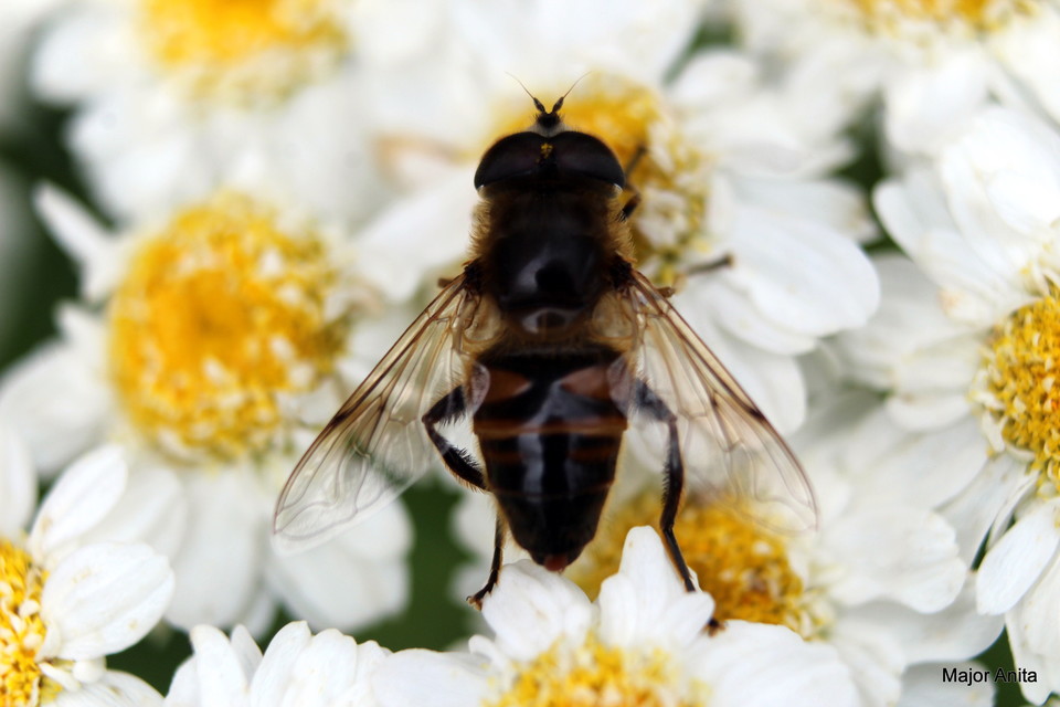 Eristalis tenax - közönséges herelégy