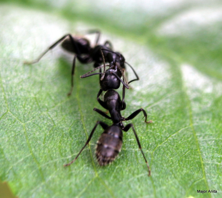 Camponotus vagus - fekete lóhangya