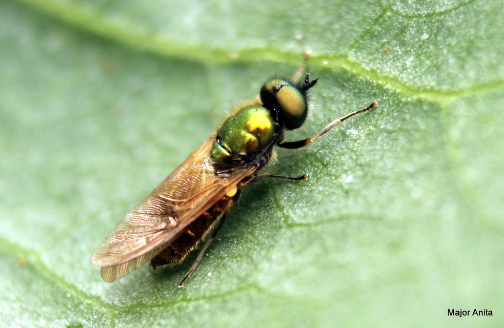 Chloromyia