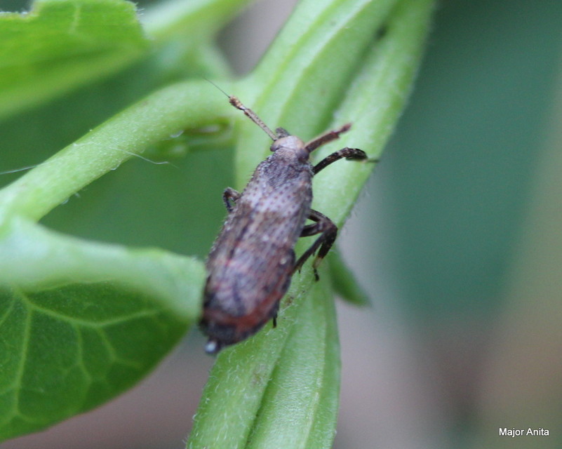 Asiraca clavicornis