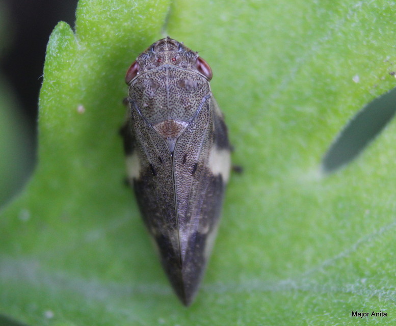 Aphrophora alni