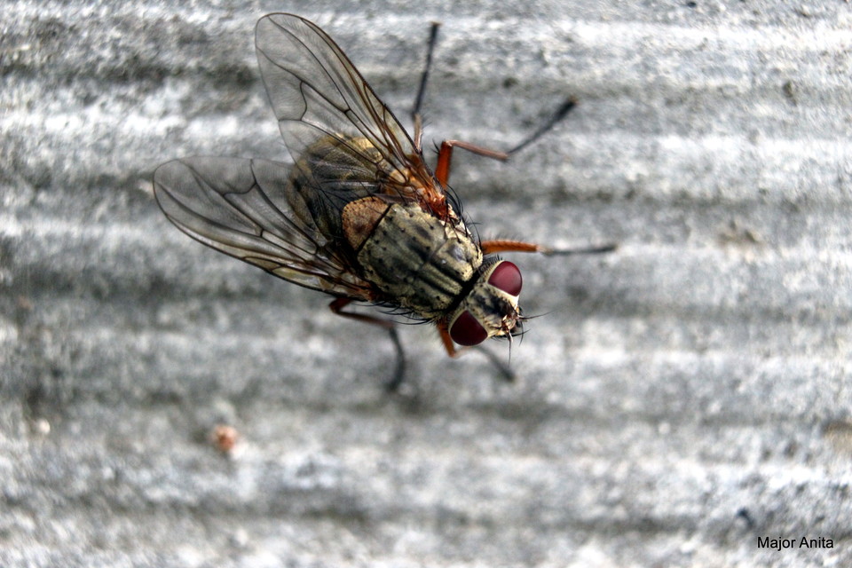Muscidae - igazi legyek