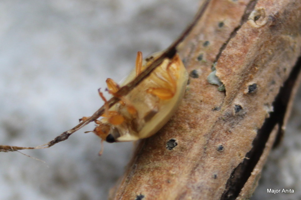Adalia decempunctata - tízpettyes katica