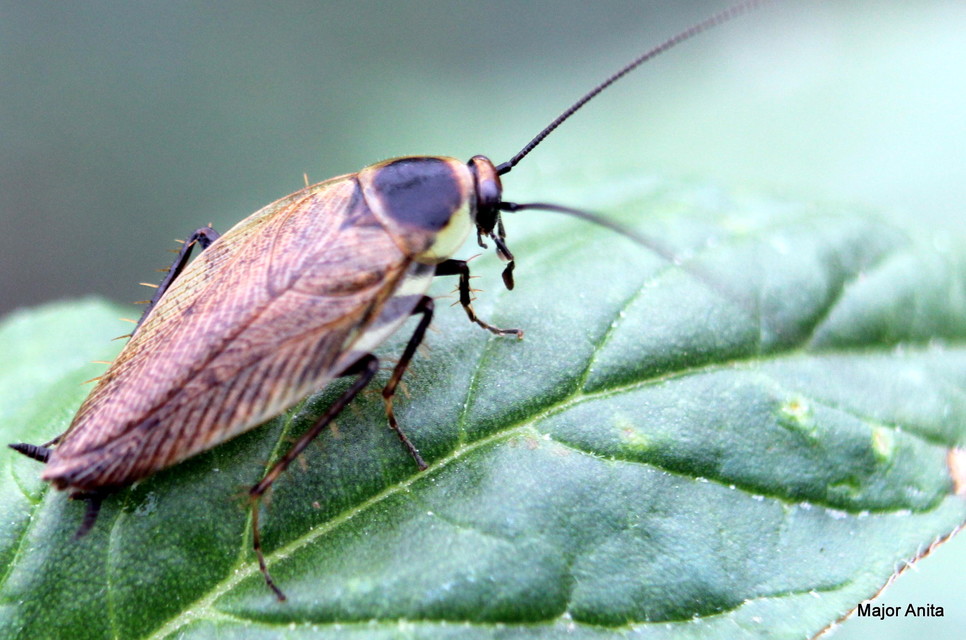 Ectobius erythronotus - sárgatorú erdeicsótány