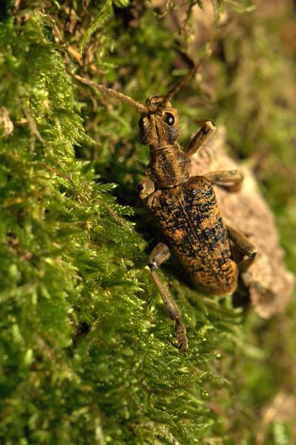 Rhagium sycophanta - tölgyes-tövisescincér
