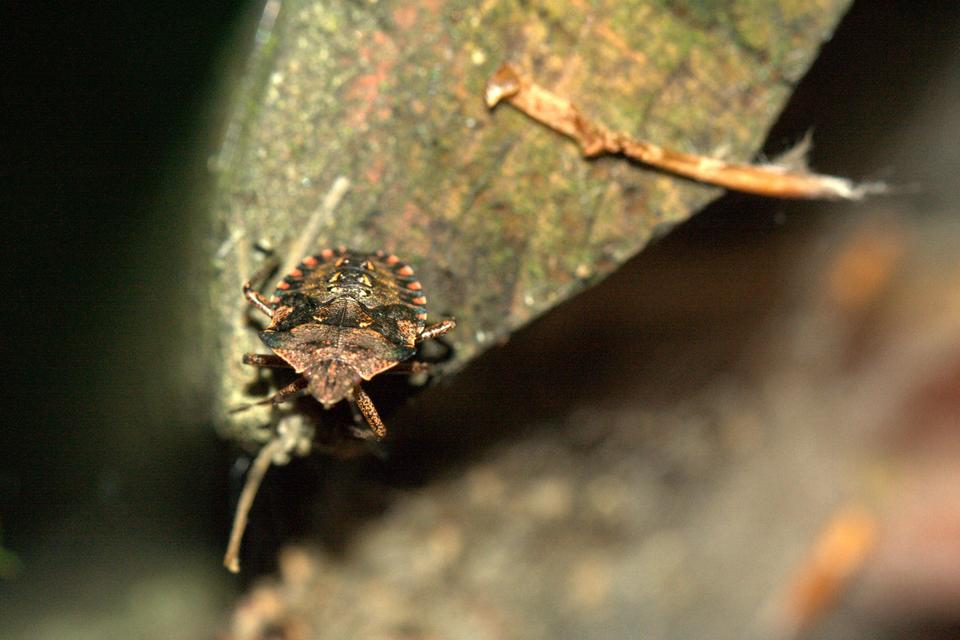 Pentatoma rufipes - vöröslábú címerespoloska Pentatoma rufipes - vöröslábú címerespoloska