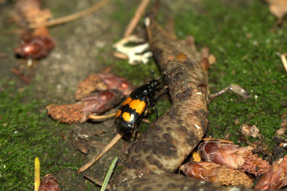 Nicrophorus vespilloides - feketecsápú temetőbogár