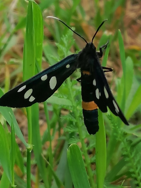 Amata phegea - fehérpettyes álcsüngőlepke