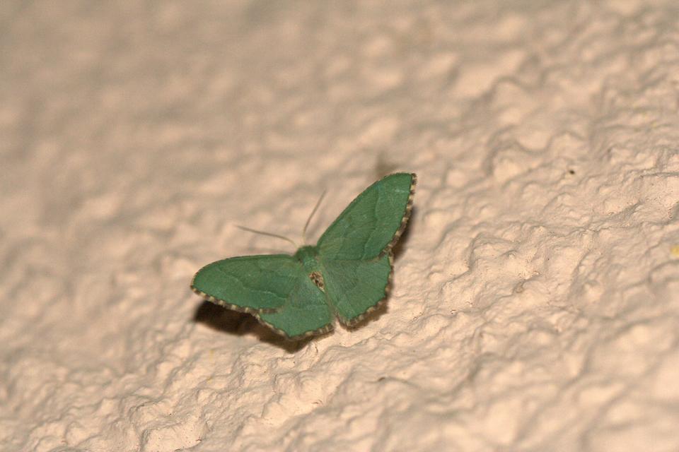 Hemithea aestivaria - nyír-zöldaraszoló