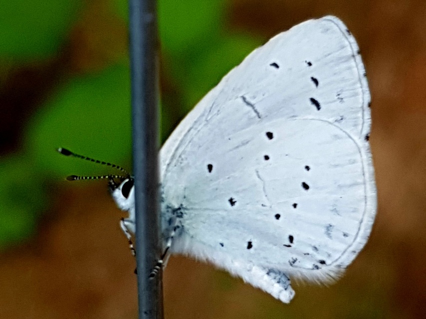 Celastrina argiolus - bengeboglárka