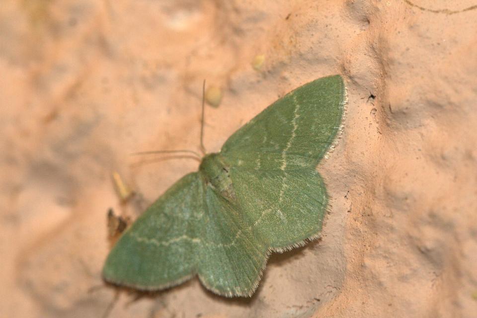 Chlorissa cloraria - sárgászöld araszoló