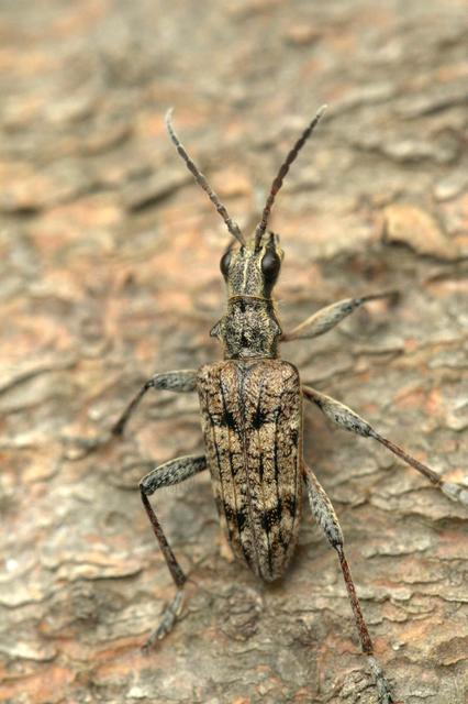 Rhagium inquisitor - fenyves-tövisescincér