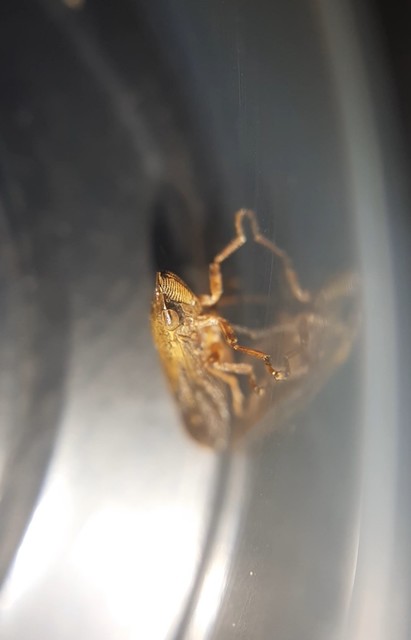 Aphrophora