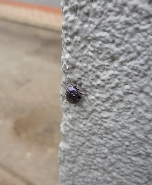 Chrysolina sturmi - vöröslábú levelész