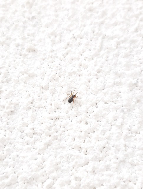 Linyphiidae - vitorláspókok
