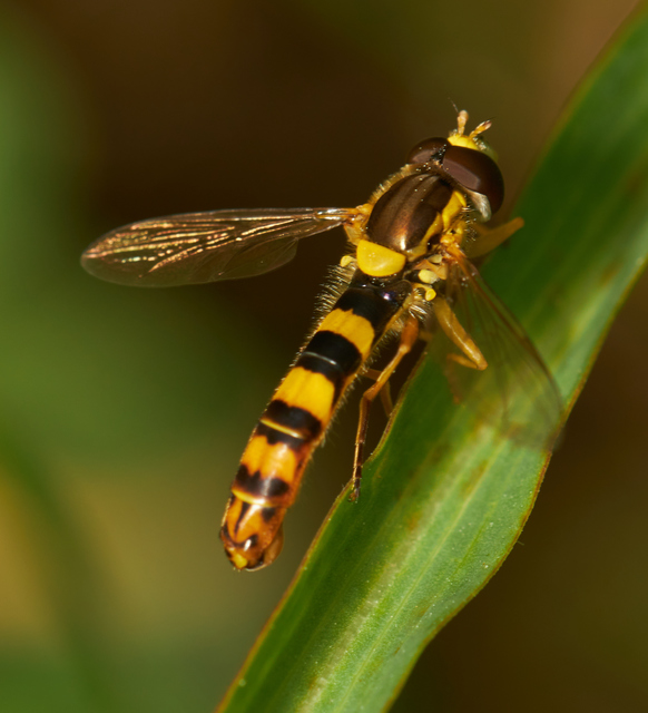 Sphaerophoria scripta - tarka darázslégy