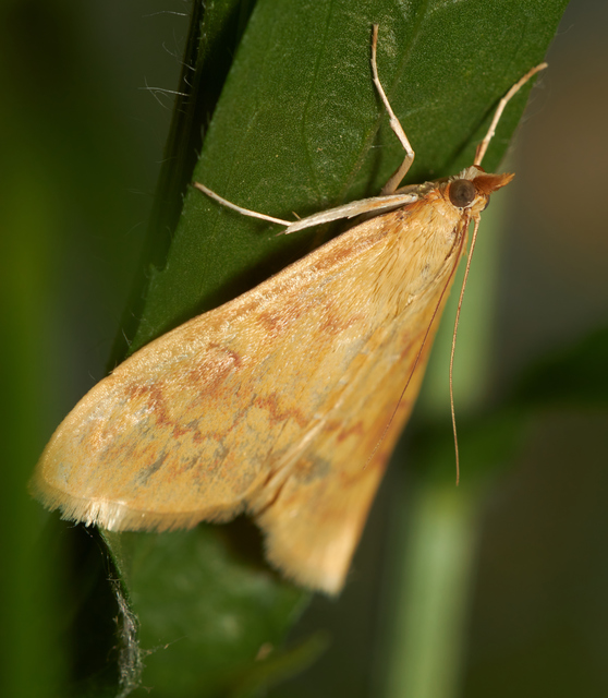 Ostrinia nubilalis - kukoricamoly