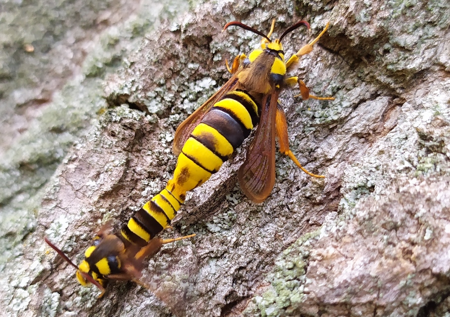 Sesia apiformis - darázslepke