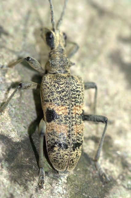 Rhagium mordax - cser-tövisescincér