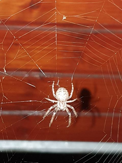 Larinioides ixobolus - ereszalji keresztespók