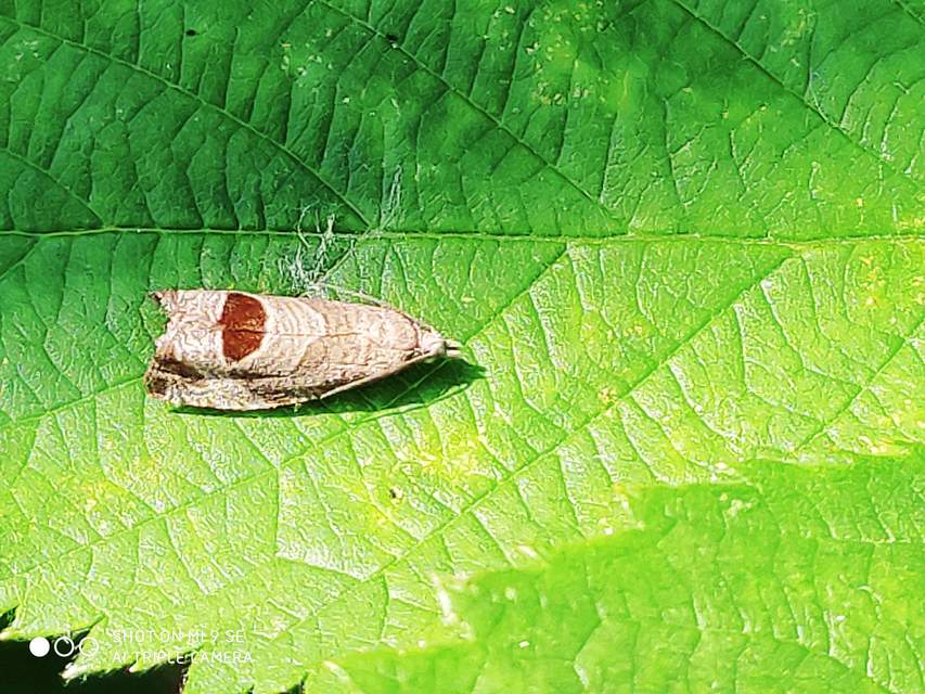 Notocelia uddmanniana - málnasodró tükrösmoly