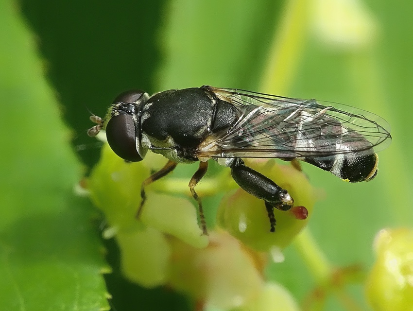 Syritta pipiens - zizegő comboslégy