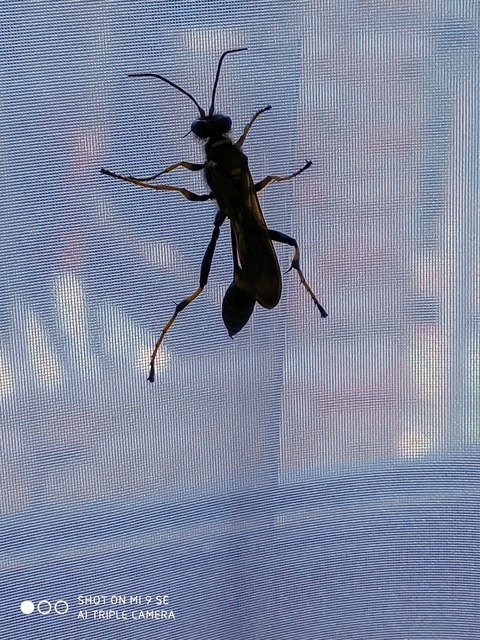 Sceliphron caementarium - feketenyelű lopódarázs