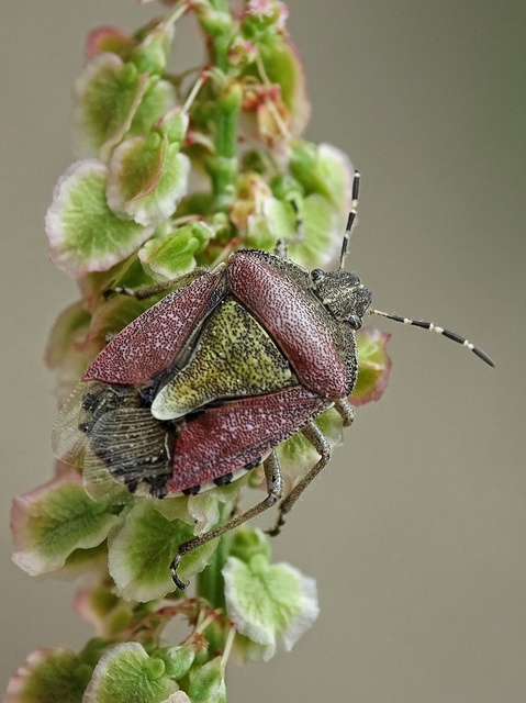 Dolycoris baccarum - közönséges bogyómászó-poloska Dolycoris baccarum - közönséges bogyómászó-poloska